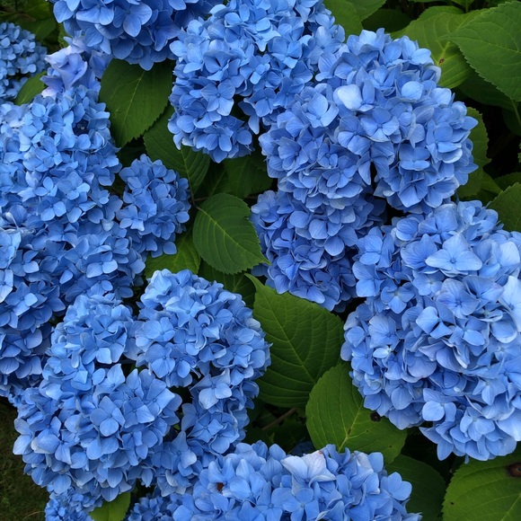 Meet your Posher, Jewel! - Picture 1 of 1